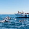 Delfines y catamarán