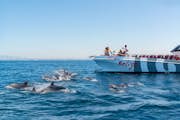 Дельфины и катамаран