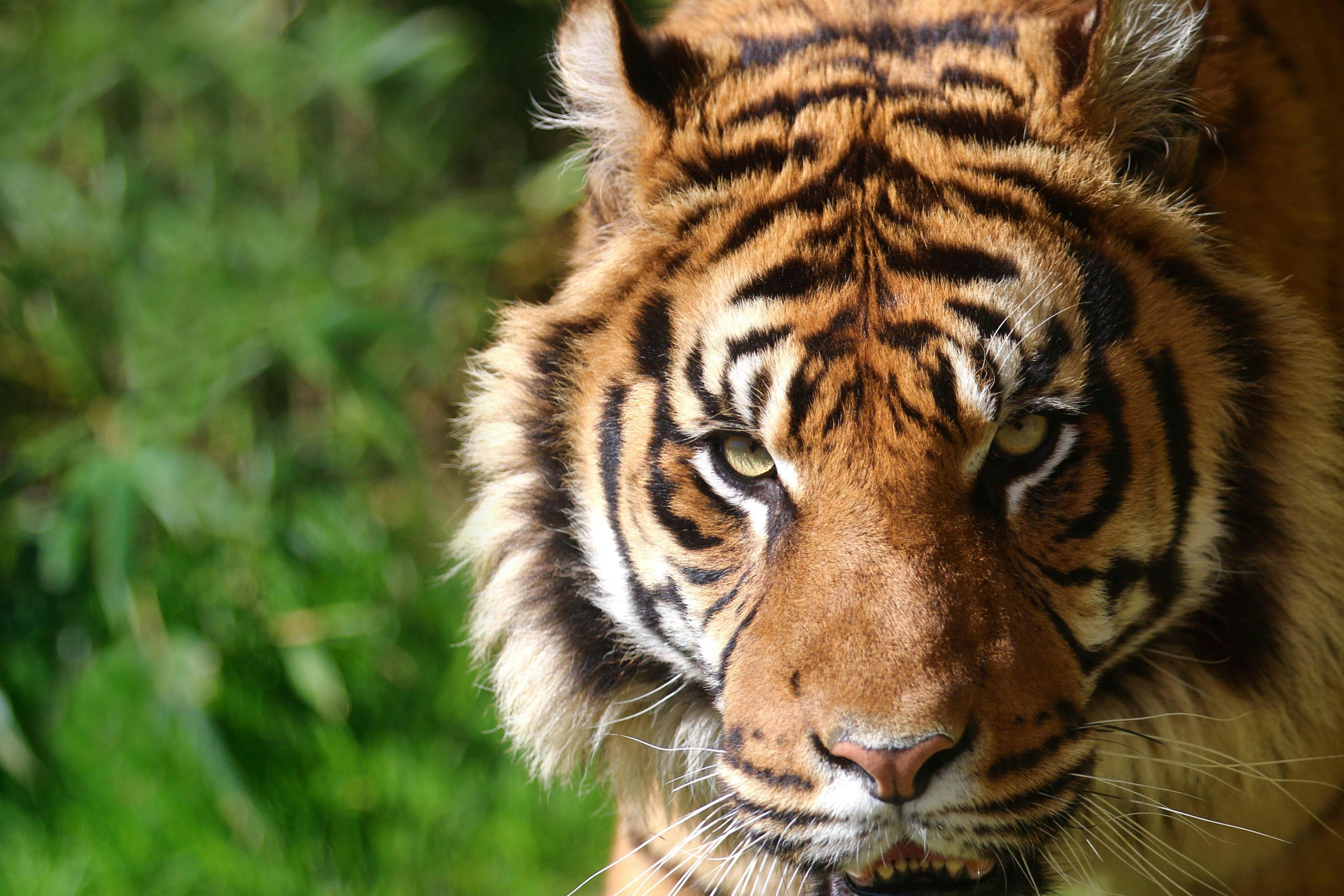 老虎脸部的特写镜头，强烈的眼睛，背景是模糊的绿色叶子。