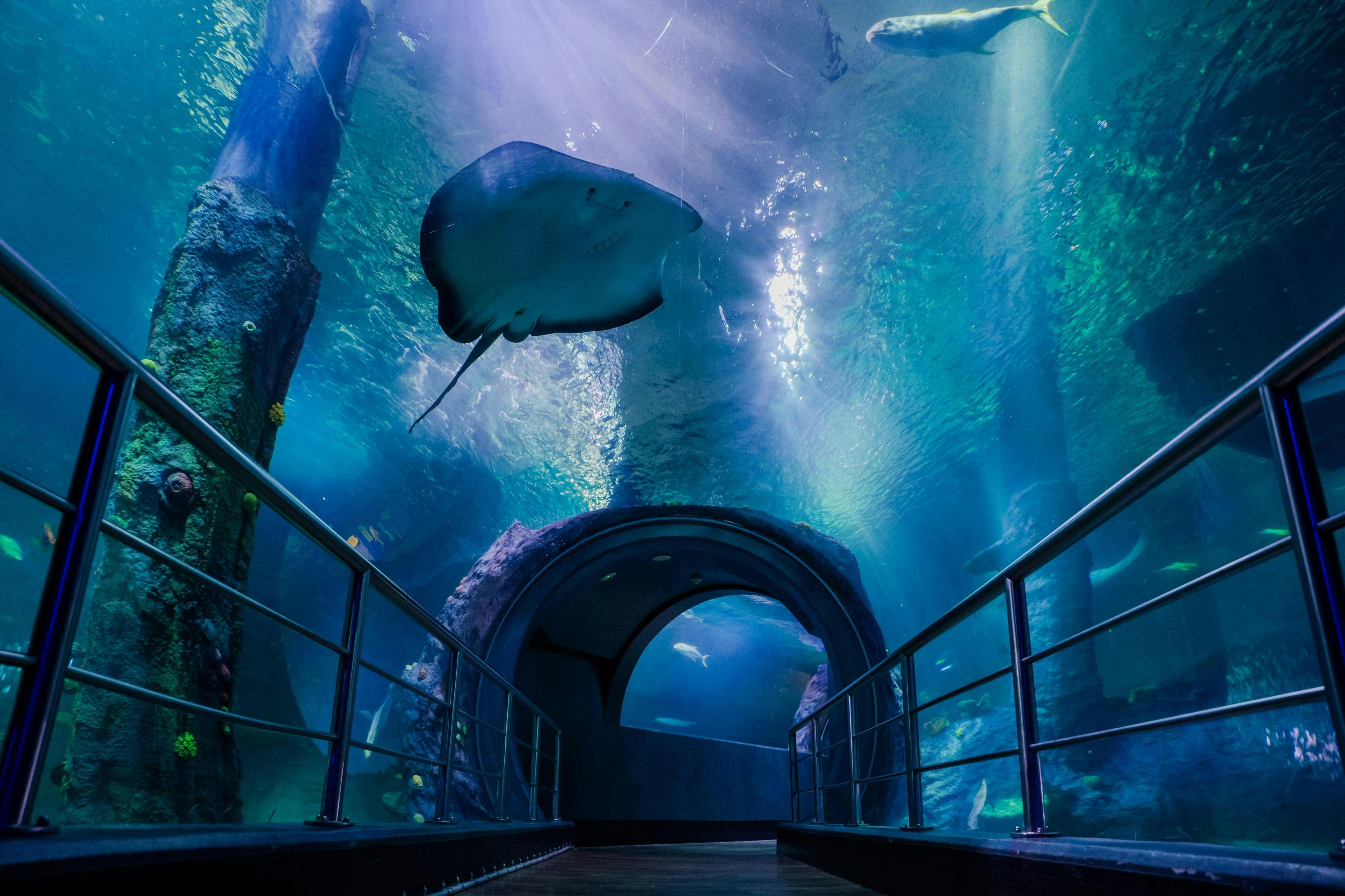 Acquario SEA LIFE Melbourne: Biglietto salta-coda (Prodotto B2B) — 2