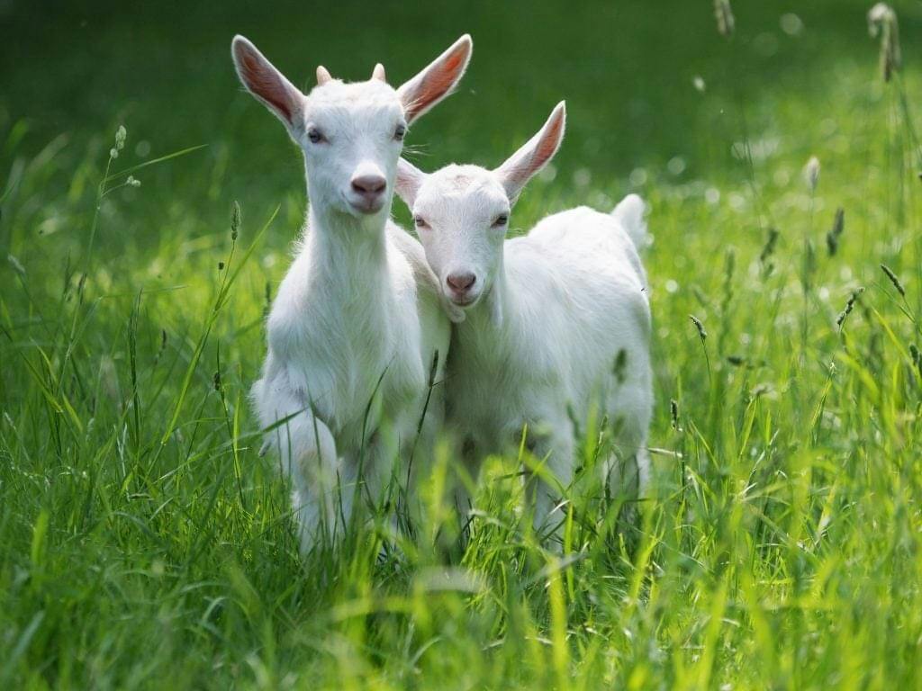 Two white goats standing in a green grassy field, facing forward in natural sunlight.