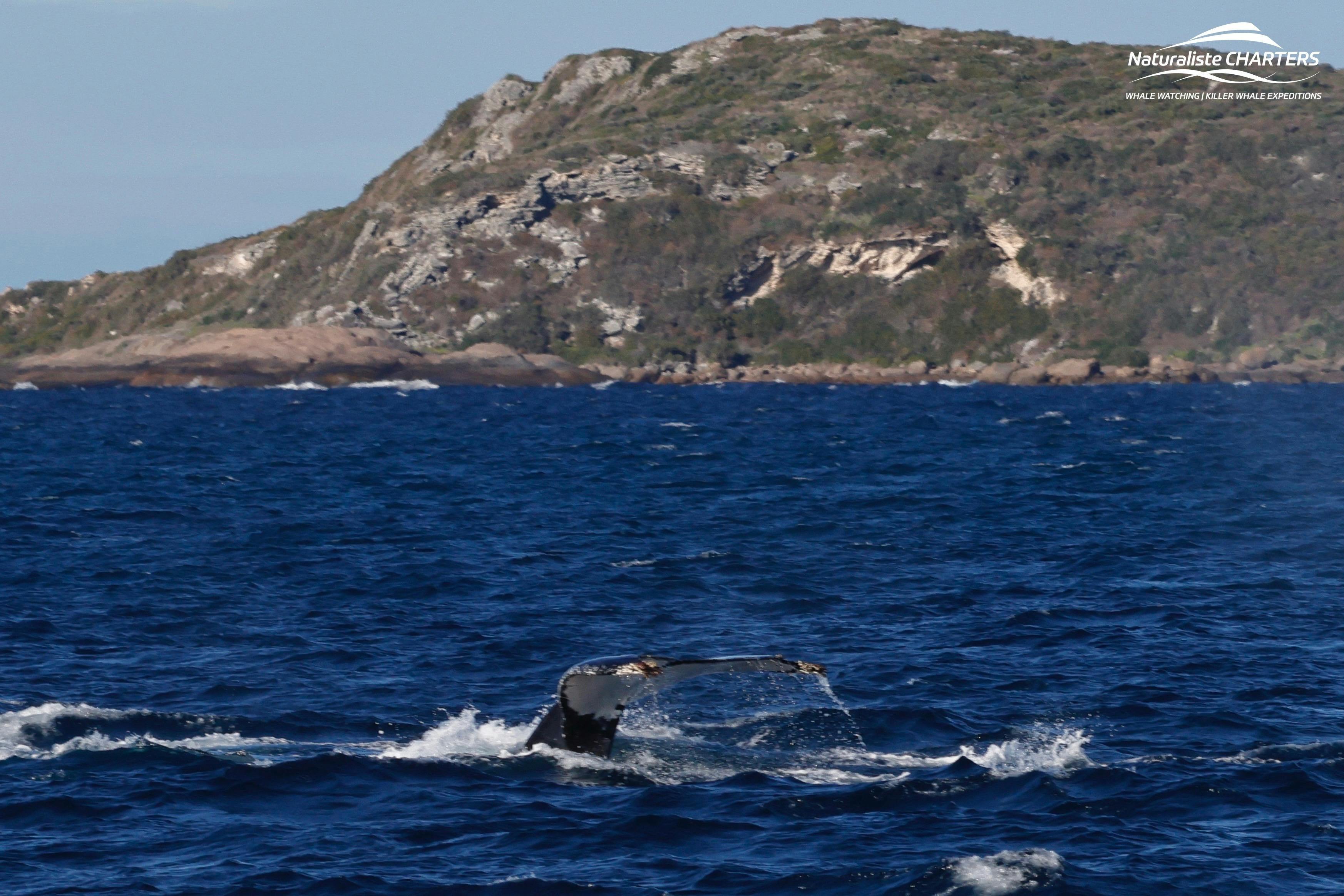 Baleine à bosse surplombant la baie de Flinders