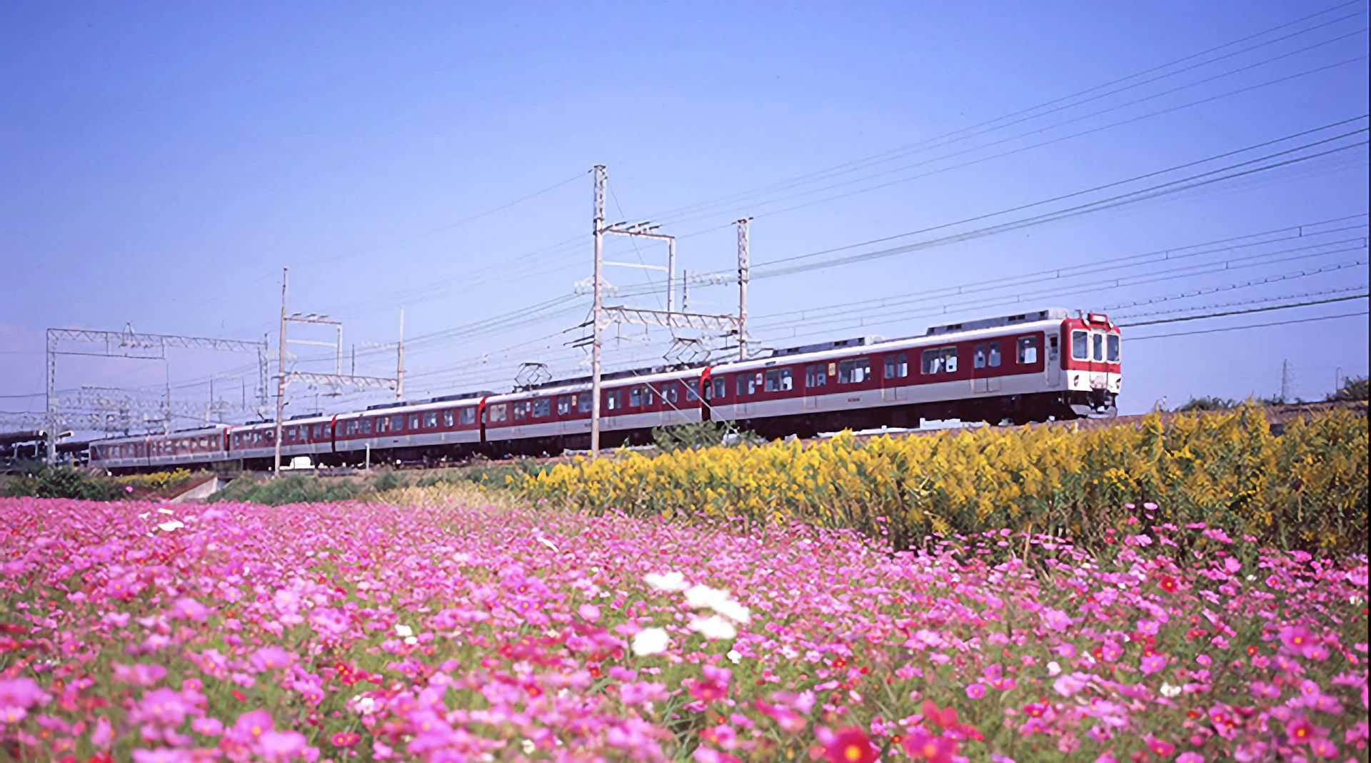 A red and white train passing through a field of pink and yellow flowers under a clear blue sky.