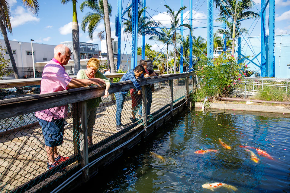 Four people, including a child, are leaning over a fence watching colorful koi fish in a pond at an outdoor setting with palm trees.