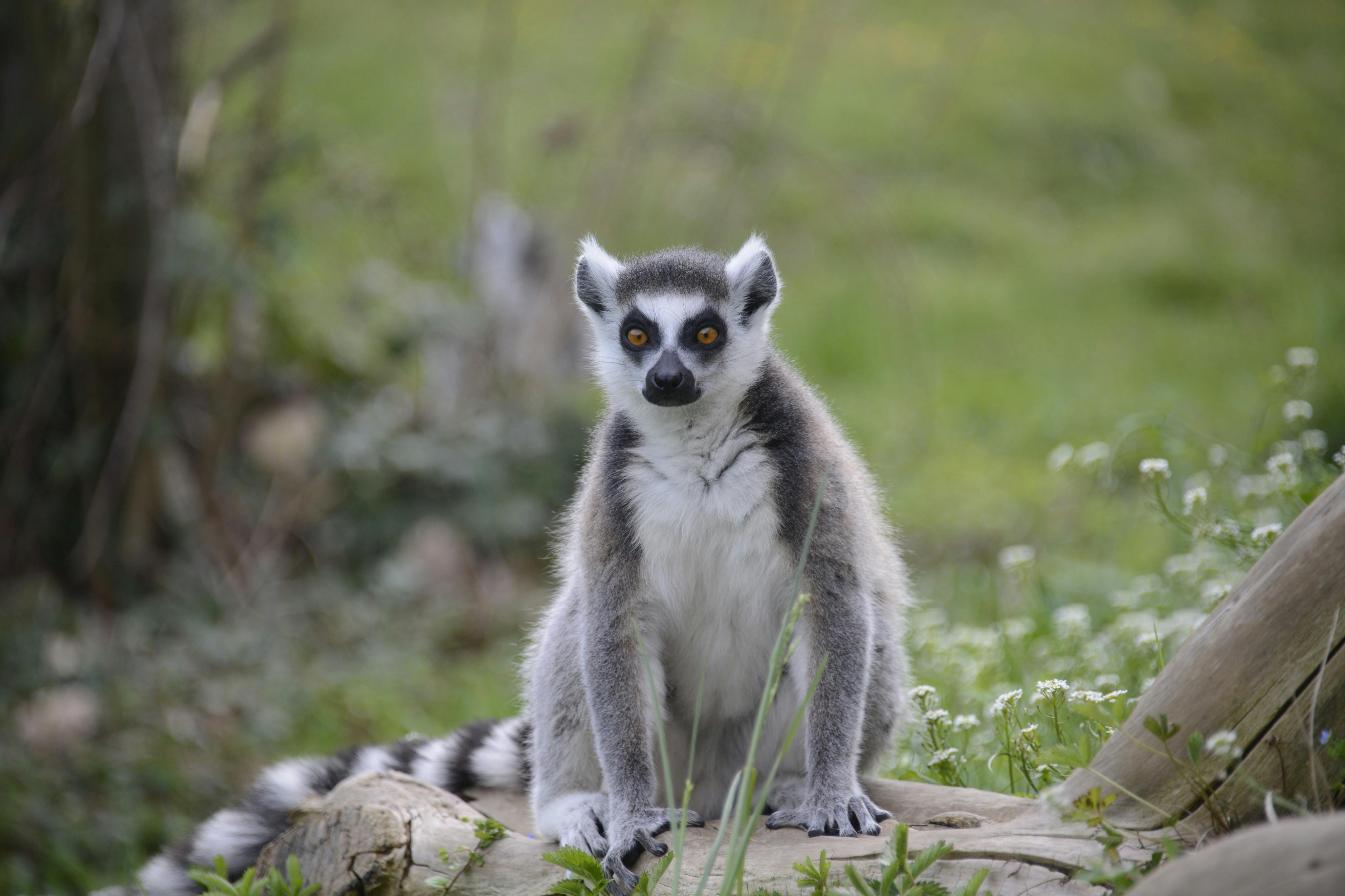 自然野生动物园