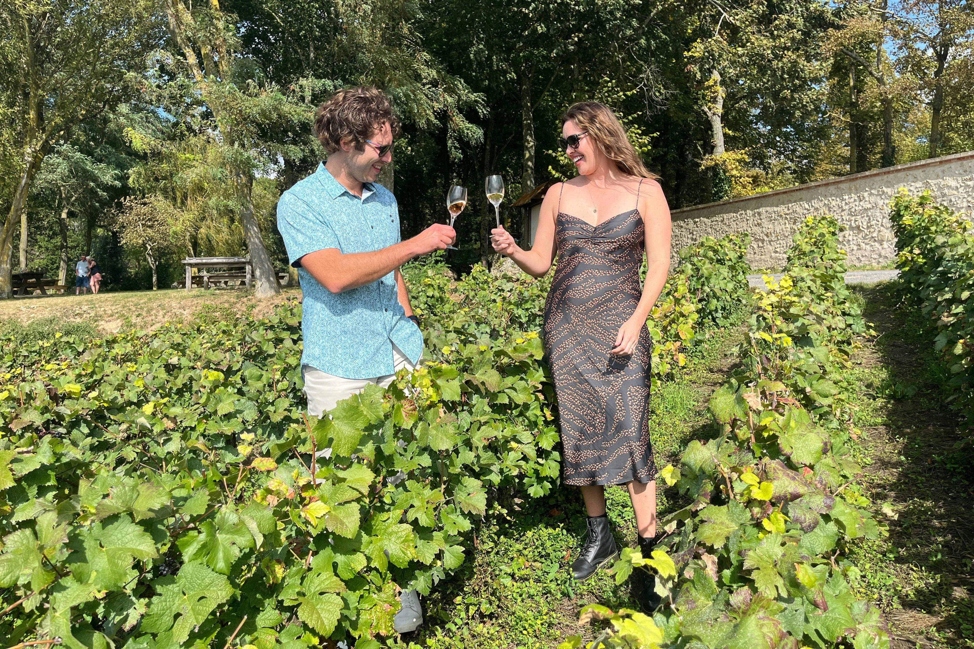 Tastings in vineyards