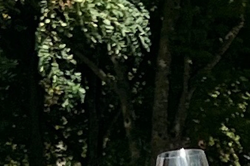 Tastings in vineyards