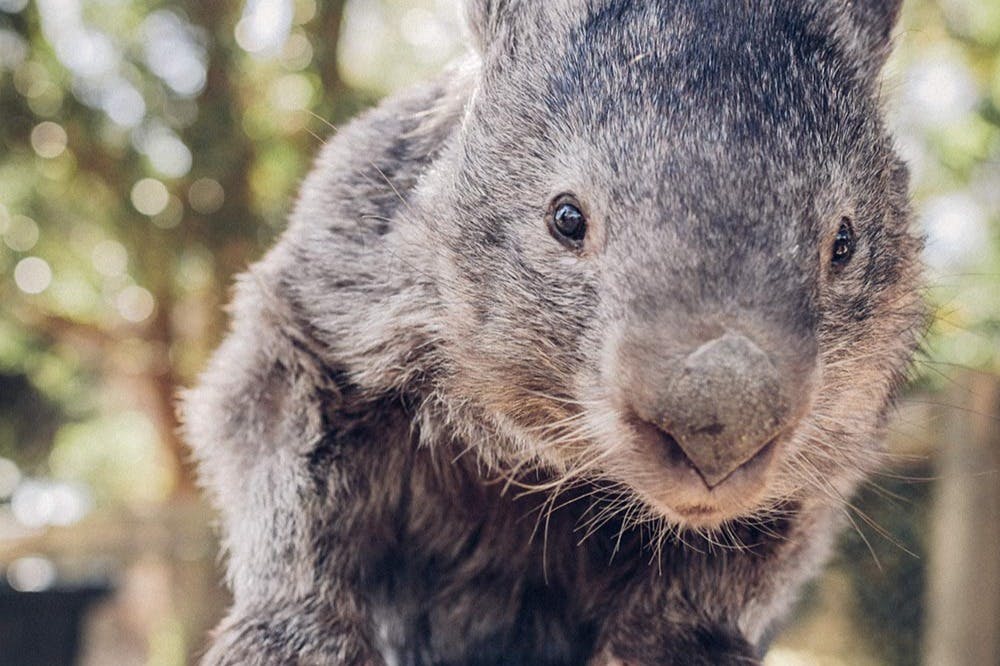 Ballarat Wildlife Park