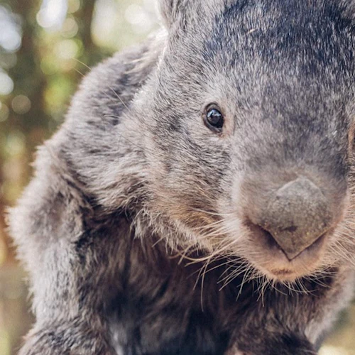 Ballarat Wildlife Park: Entry Ticket