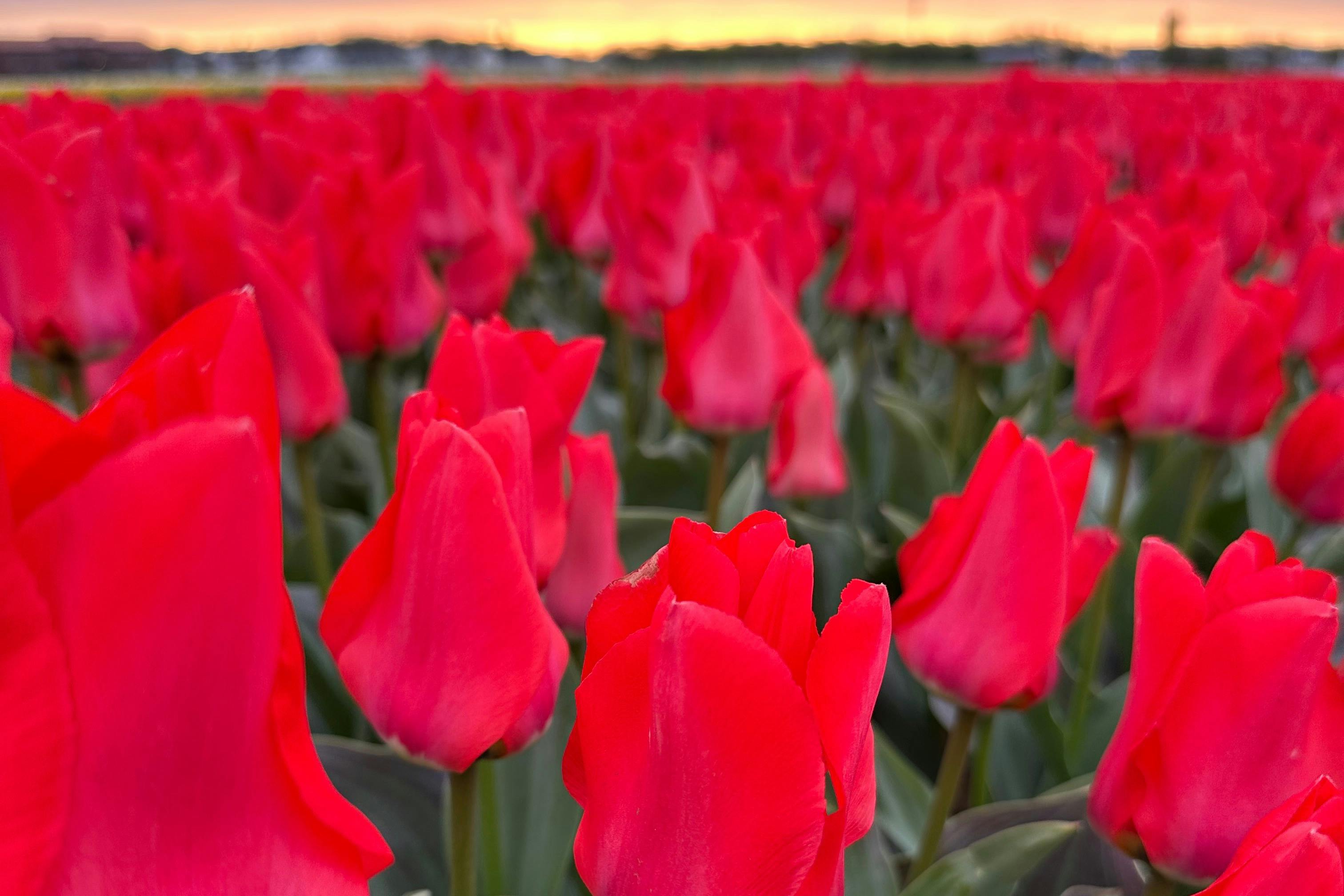 You can find the big 'tulip bulbs' everywhere in the area