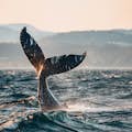 Baleine à bosse au coucher du soleil