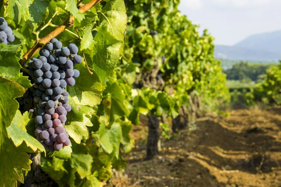 Grape