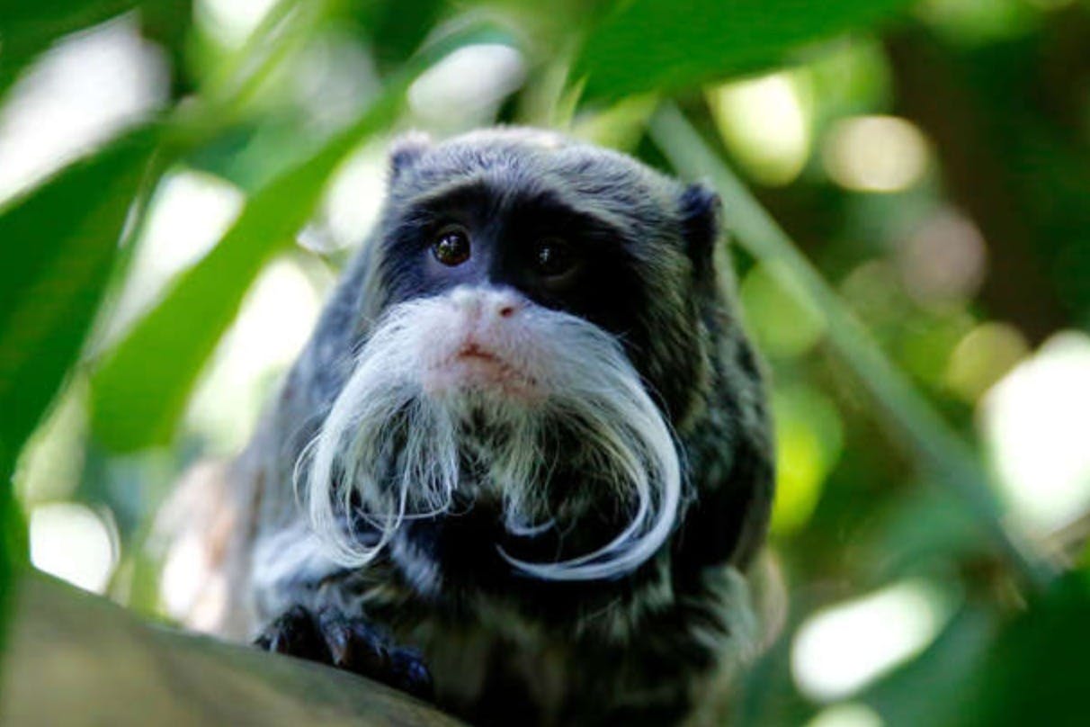 Um macaco tamarineiro com um bigode branco caraterístico está sentado entre a folhagem verde, olhando para a frente.