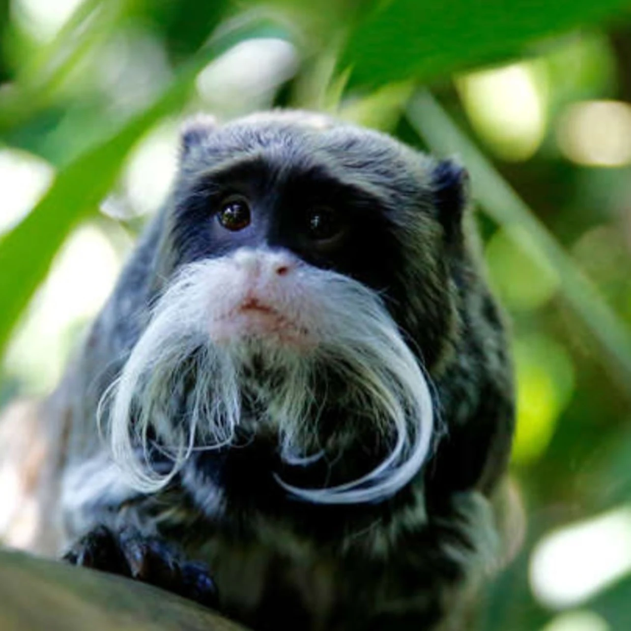 Melbourne Zoo: Entry Ticket in Melbourne β Tiqets