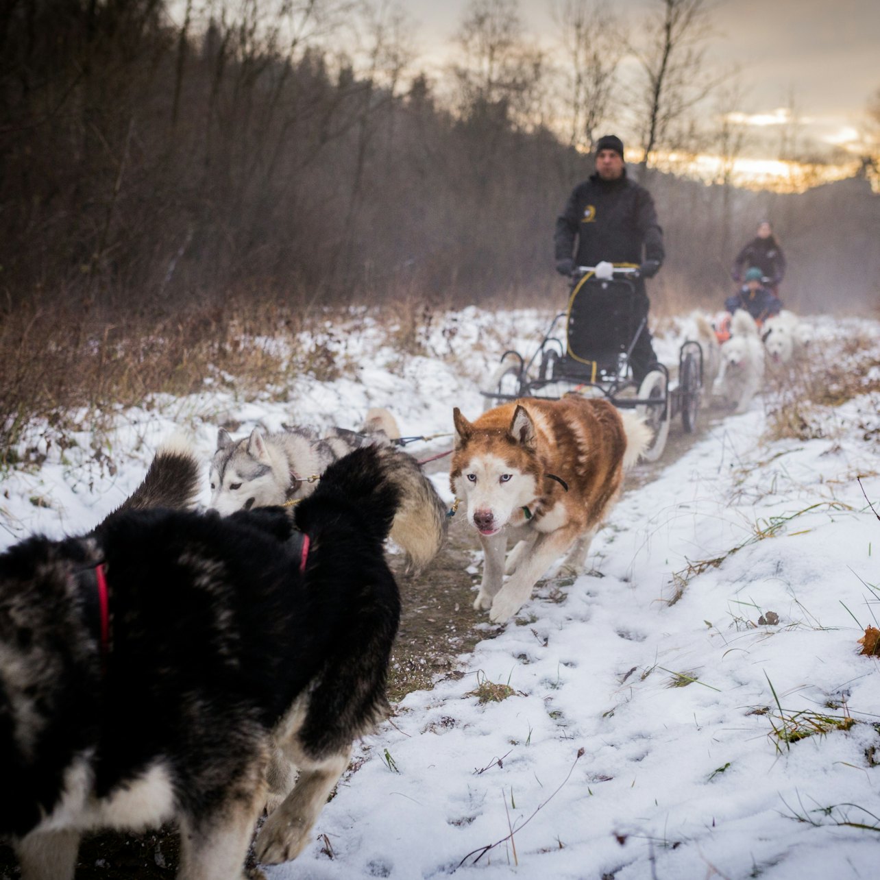 Desde Cracovia: Paseo en trineo tirado por perros por los montes Tatra - Alojamientos en Cracovia