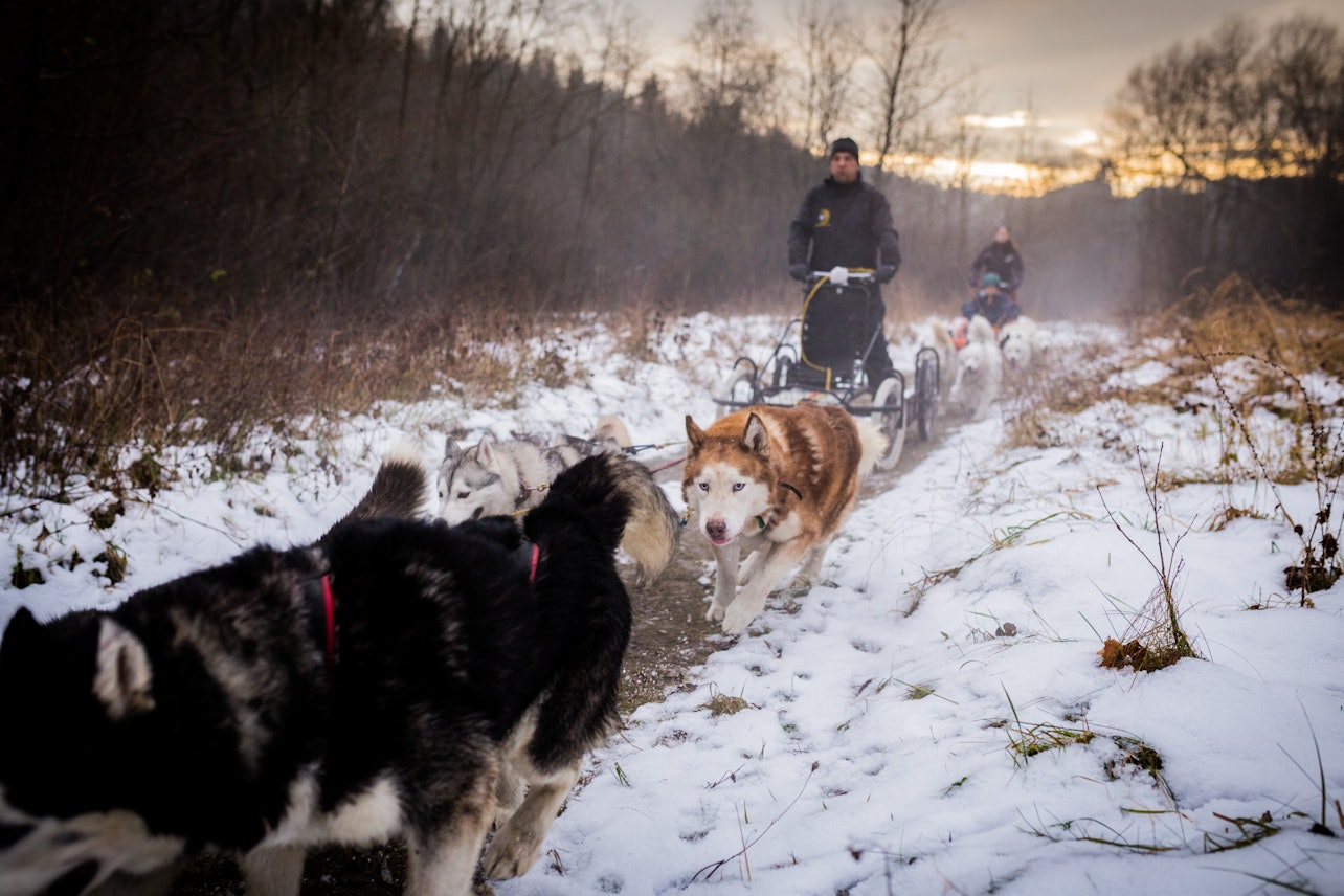 De Cracóvia: Passeio de trenó puxado por cães na Montanha Tatra - Acomodações em Cracóvia