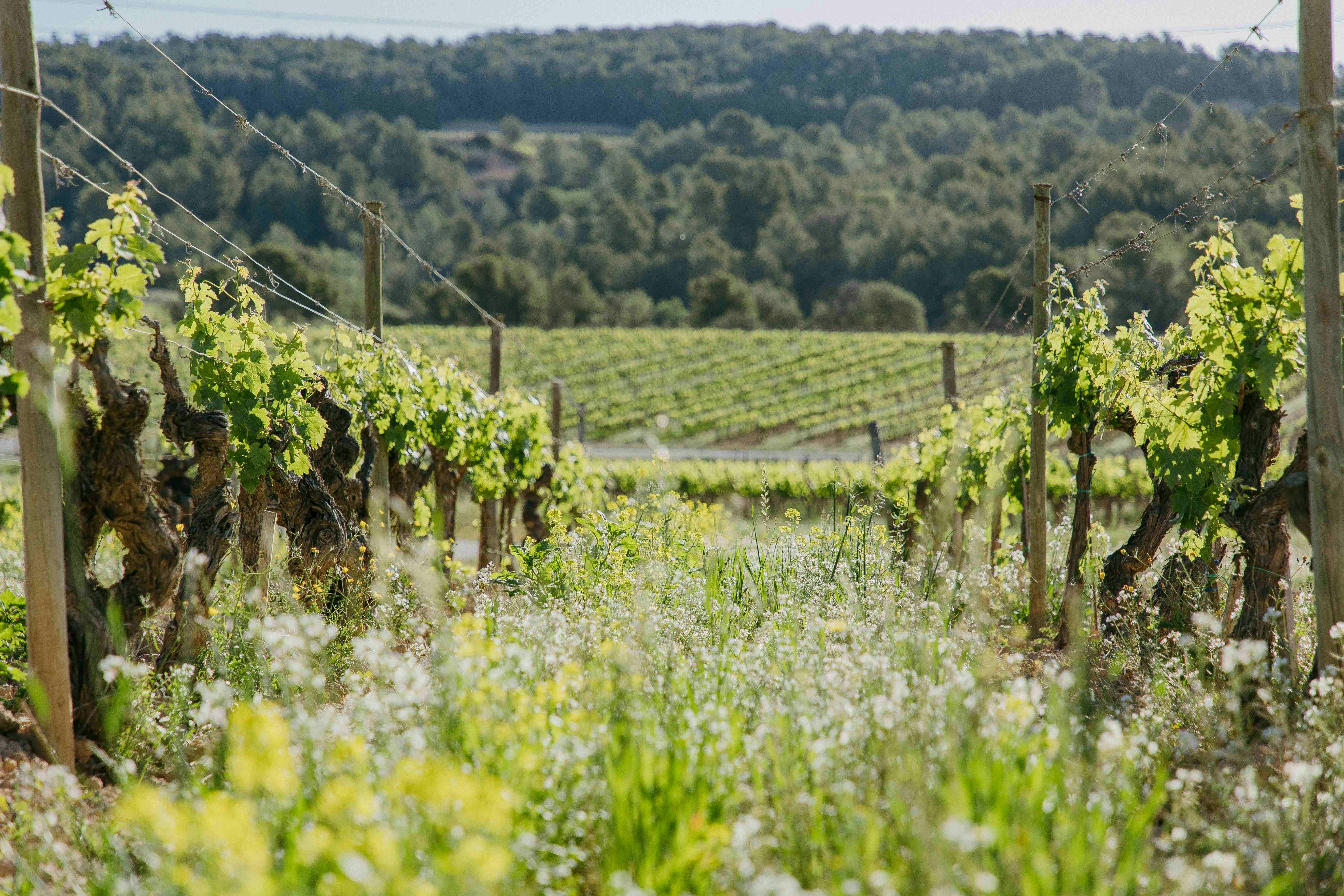 Jean Leon Winery: Guided Tour + Wine & Tapas Pairing 3