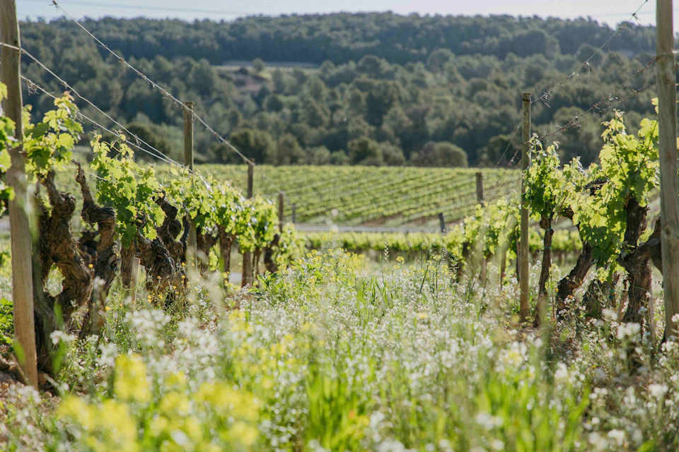 Rows of grapevines in a lush vineyard with dense green forest beyond and a clear blue sky above.
