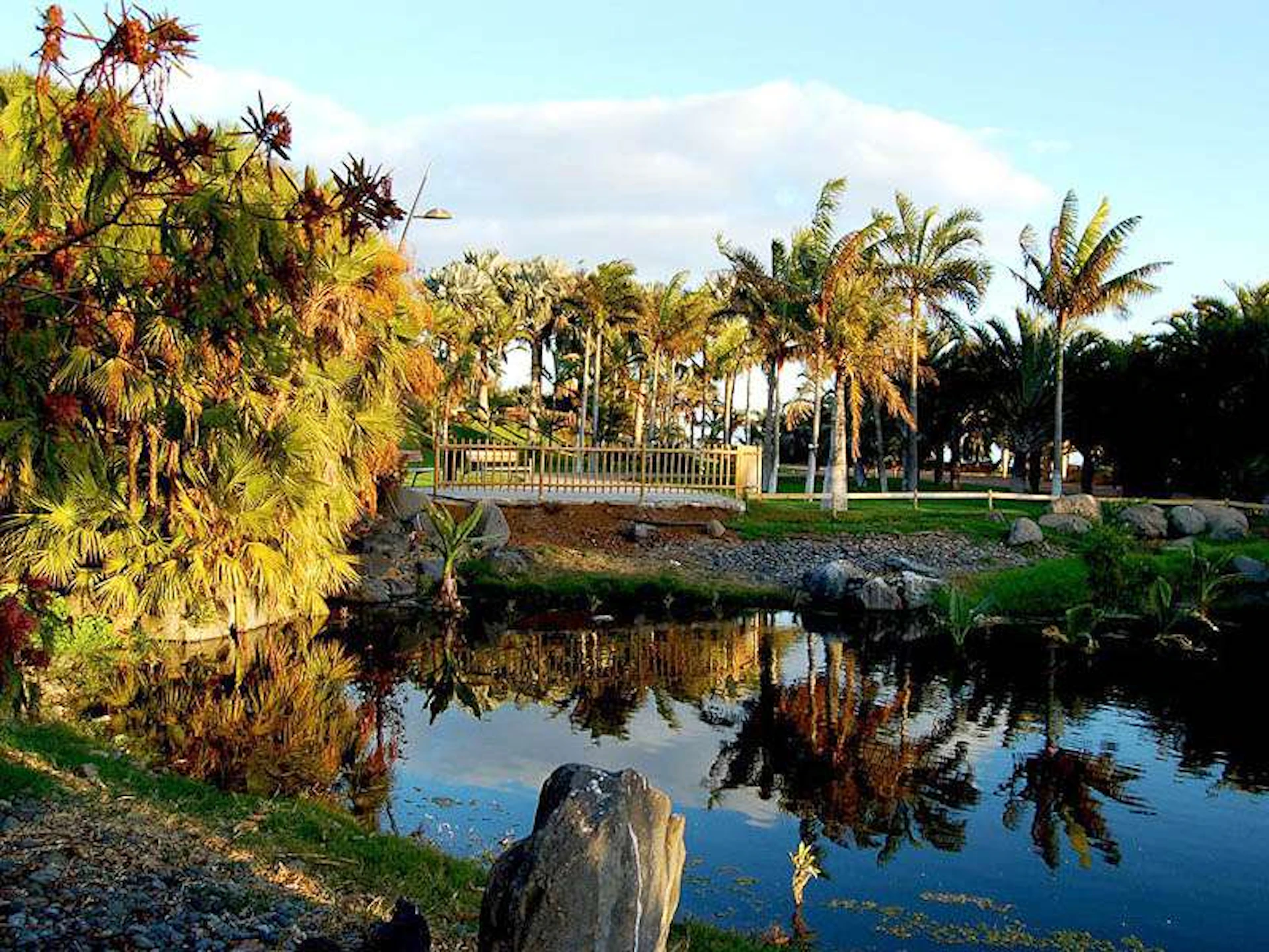 Palm trees and plants reflect off a calm pond, bordered by rocks and grass, with a small wooden bridge in the background.
