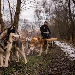 Zakopane: Dogsled Ride in Tatra Mountain from Krakow 2