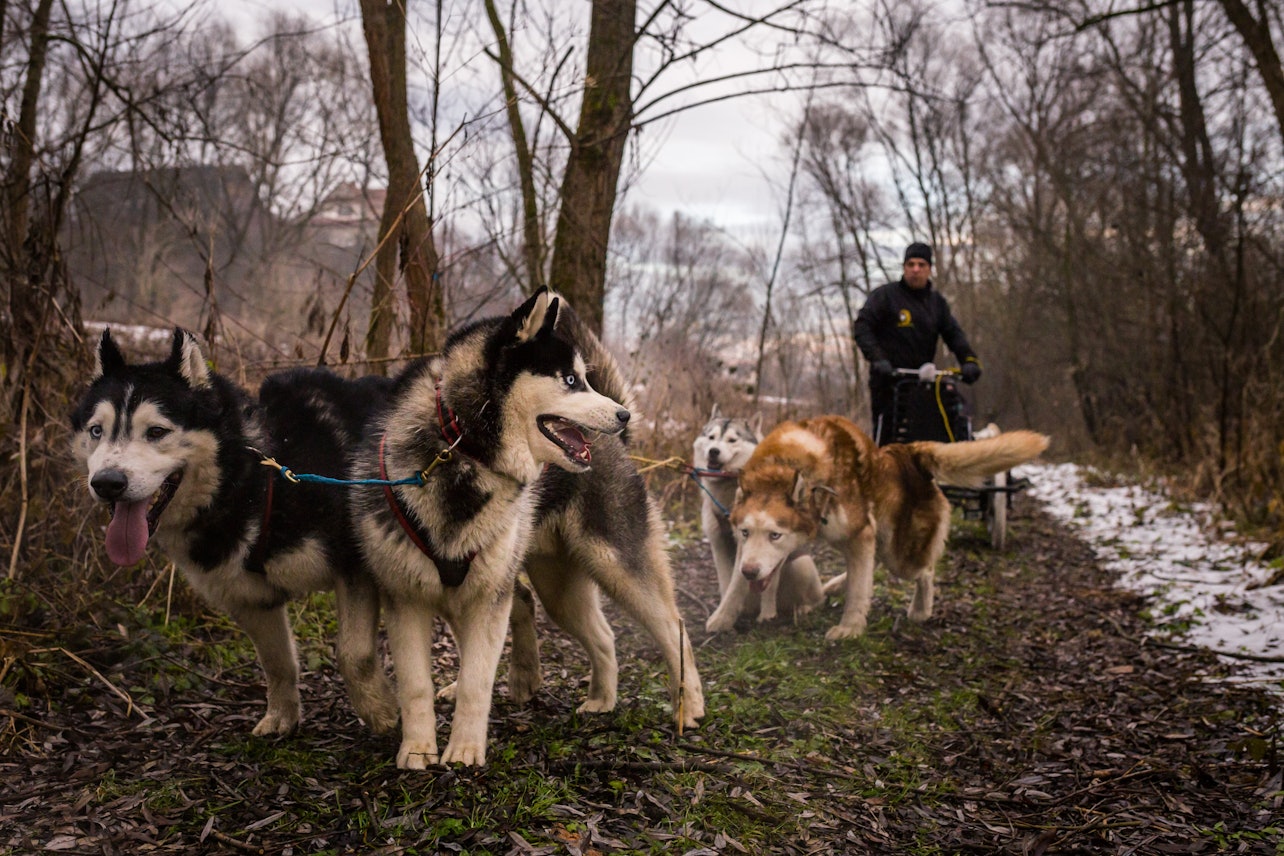 Da Cracovia: Giro in slitta trainata da cani sui Monti Tatra - Alloggi in Cracovia