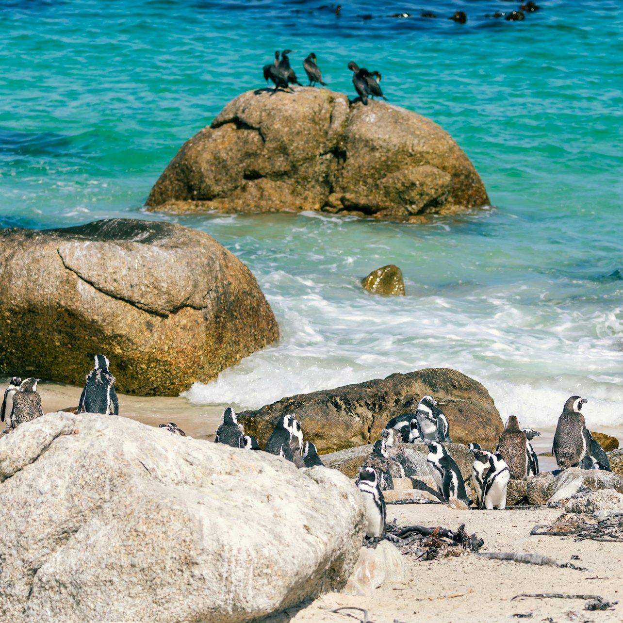 Cape Point and Penguin Explorer Tour - Accommodations in Cape Town
