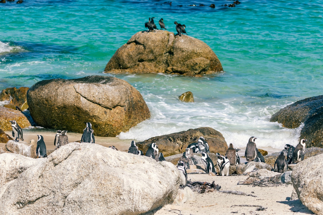 Cape Point e Penguin Explorer Tour - Acomodações em Cidade do Cabo