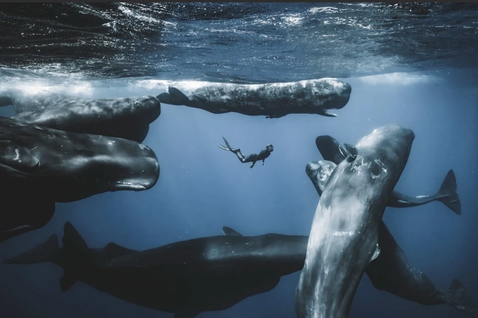 A diver swims among a group of sperm whales underwater in clear blue ocean waters.