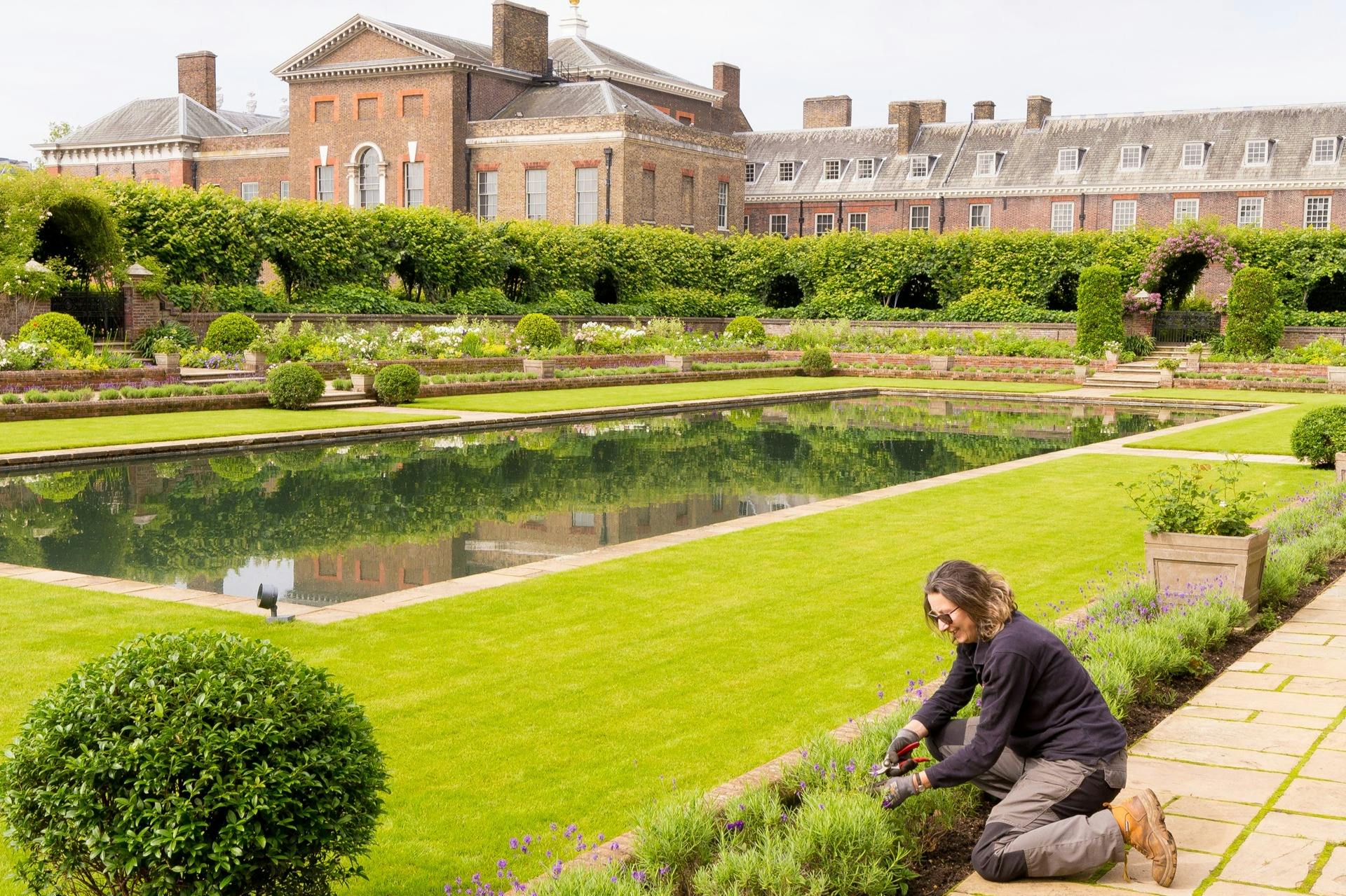 A person kneeling while gardening near a manicured hedge maze and rectangular reflecting pool, with a historic building in the background.
