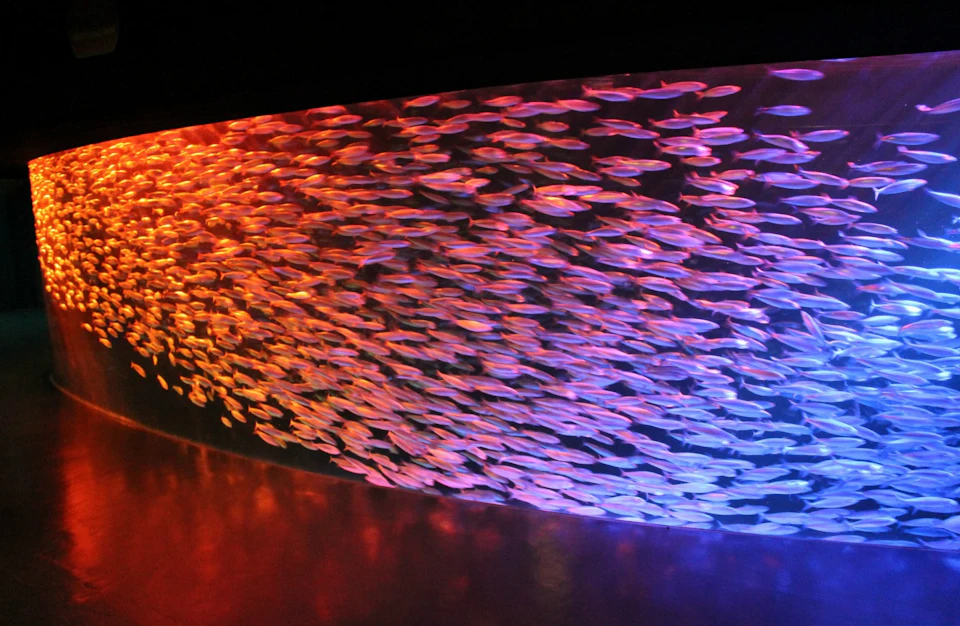 A large school of small fish illuminated by gradient lighting from orange to blue in an aquarium-like setting.