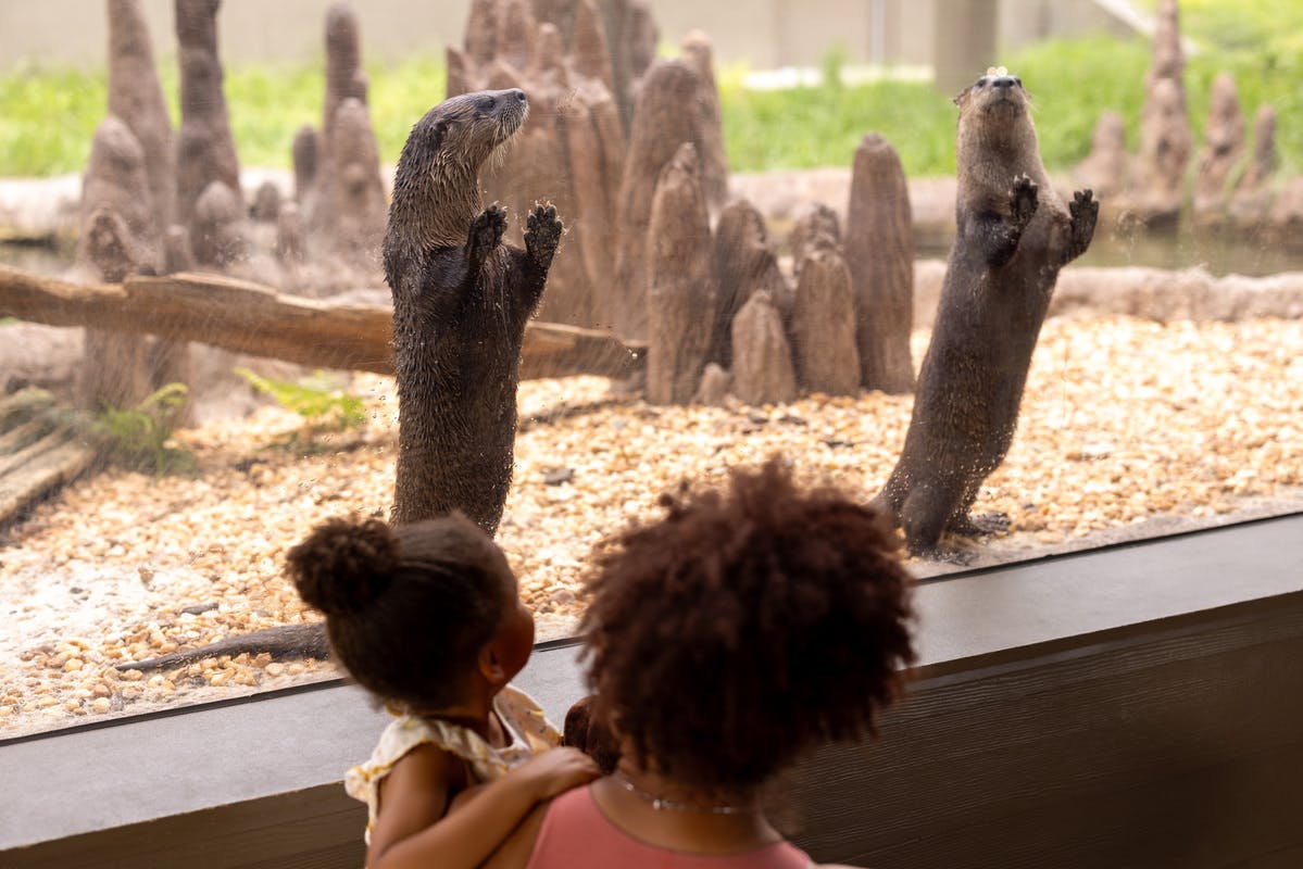 Twee otters staan tegen een glazen wand, terwijl twee mensen ze van buitenaf bekijken bij een tentoonstelling in de dierentuin.
