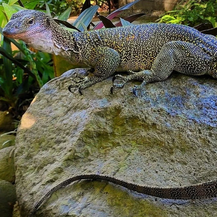 A lizard with a speckled pattern rests on a large rock in a lush, green garden setting.