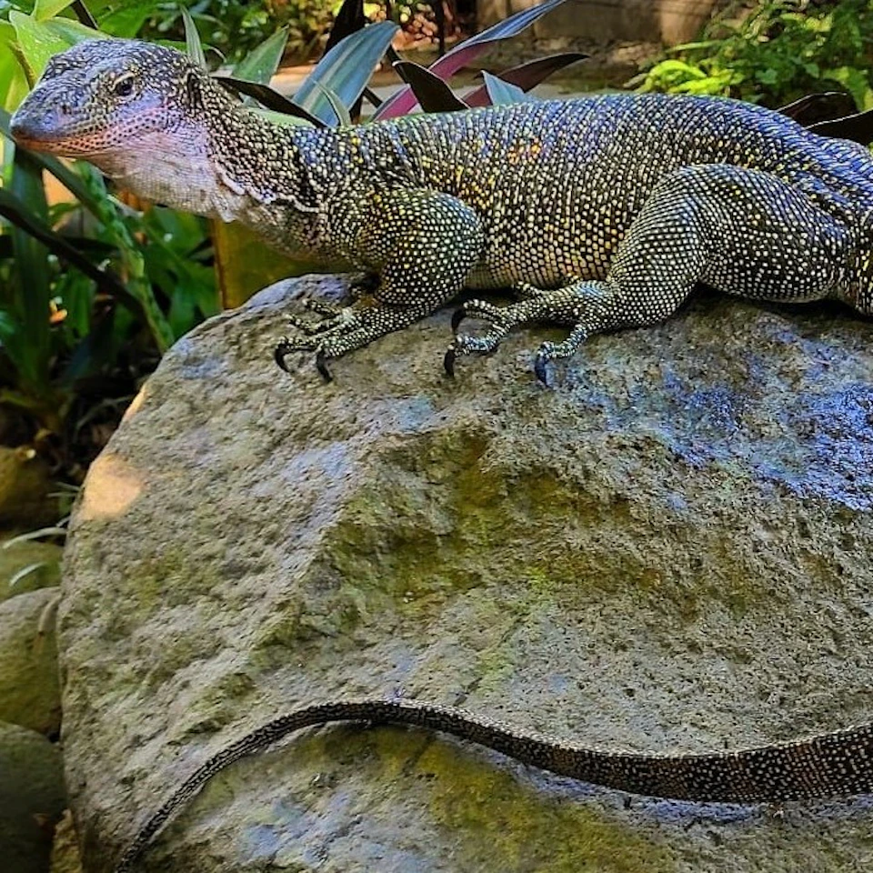 A lizard with a speckled pattern rests on a large rock in a lush, green garden setting.