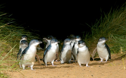 メルボルン発フィリップ島ペンギンパレード少人数エコツアー(即日発券)