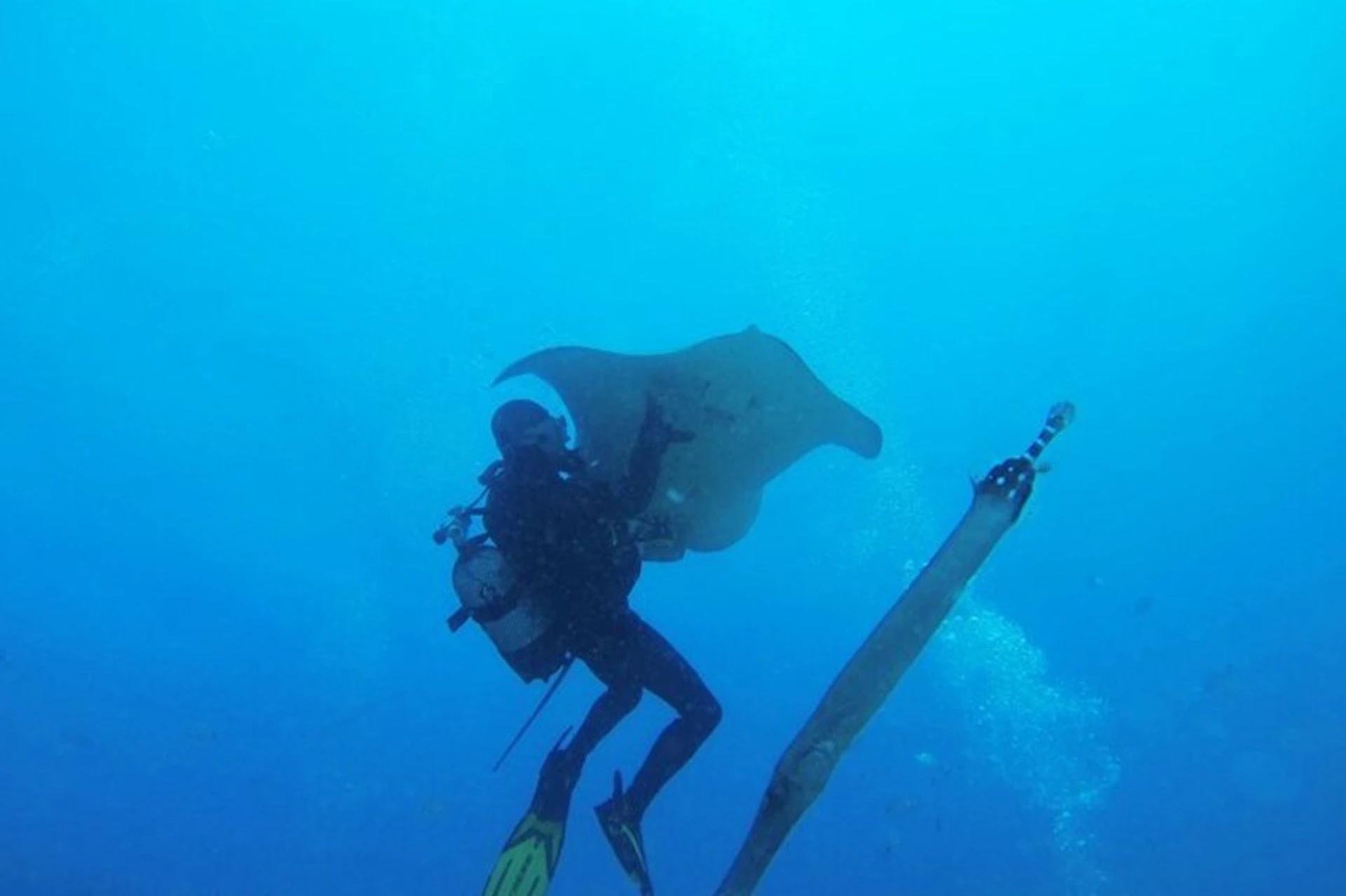 DIVER