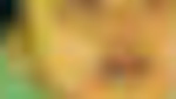 越南富国的精髓：表演门票 | 在线预订