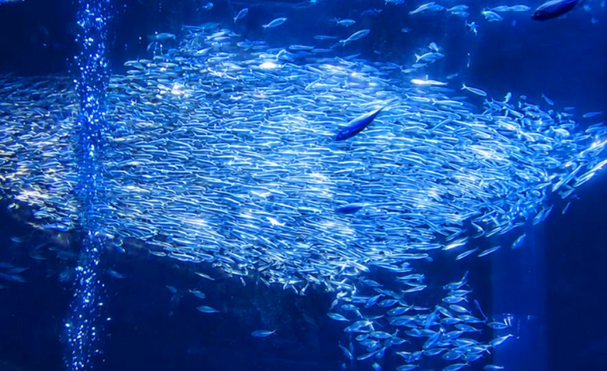 A dense school of small silver fish swimming together in blue water, with one larger fish visible among them.