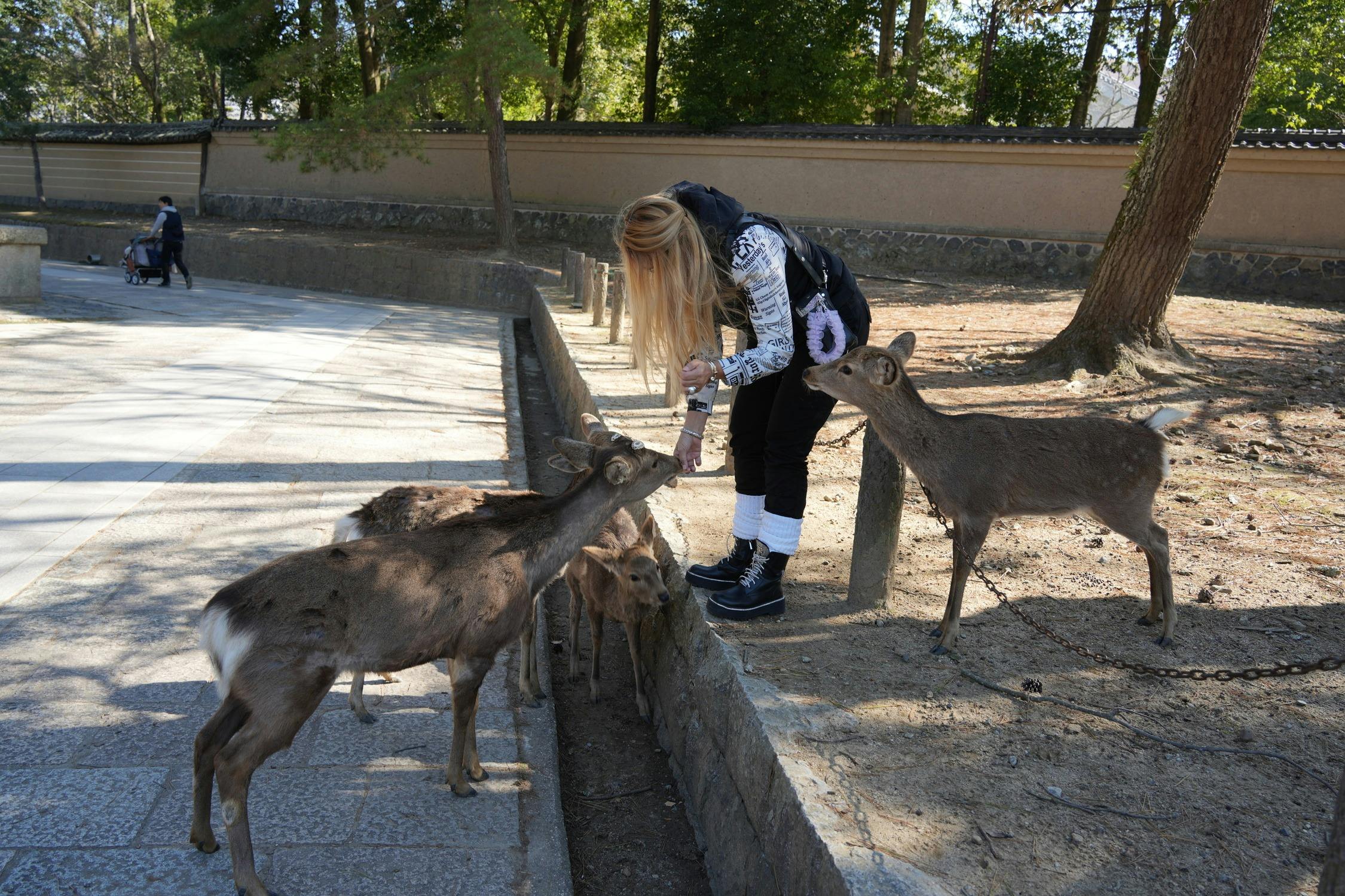 Himeji Castle, Kobe Chinatown & Nara Park: Small Group Guided Tour from Osaka - Photo 5