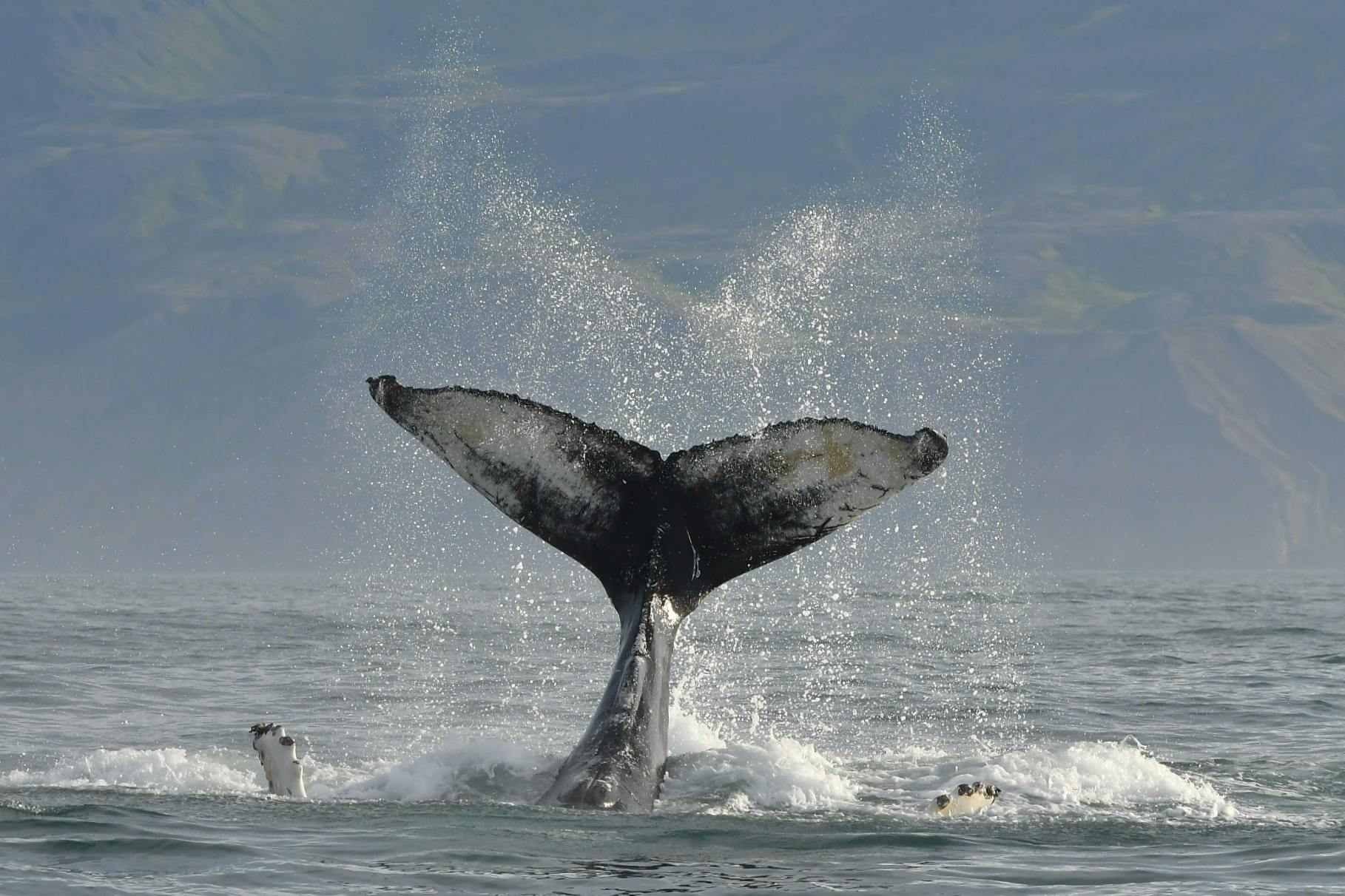 Coda di una megattera