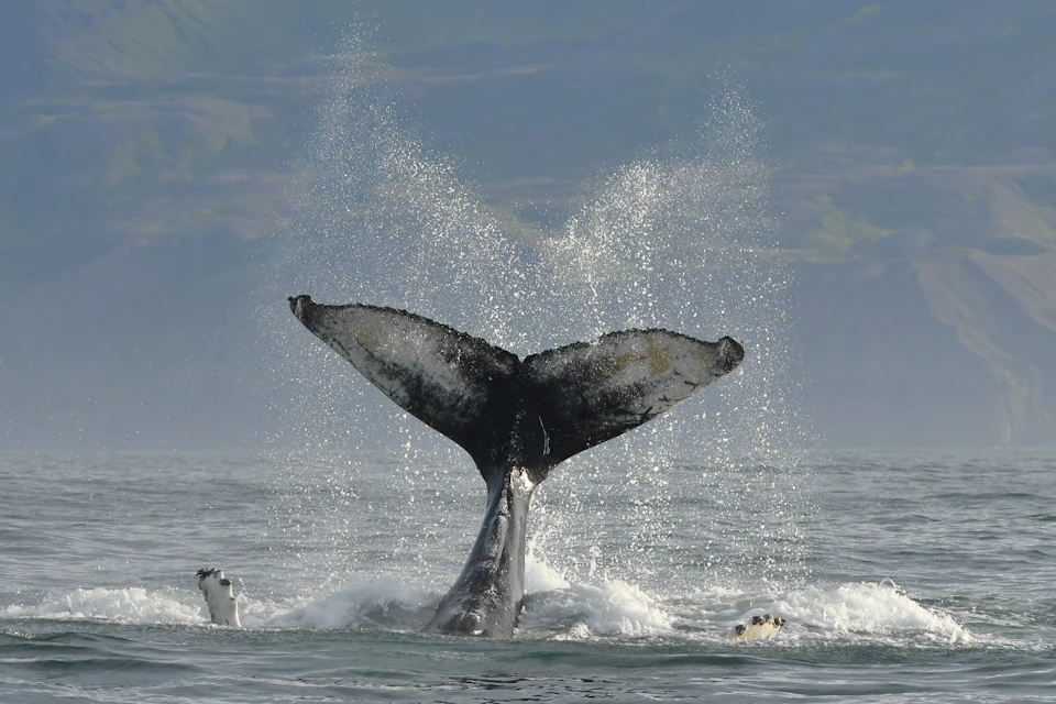 Tail of a humpback