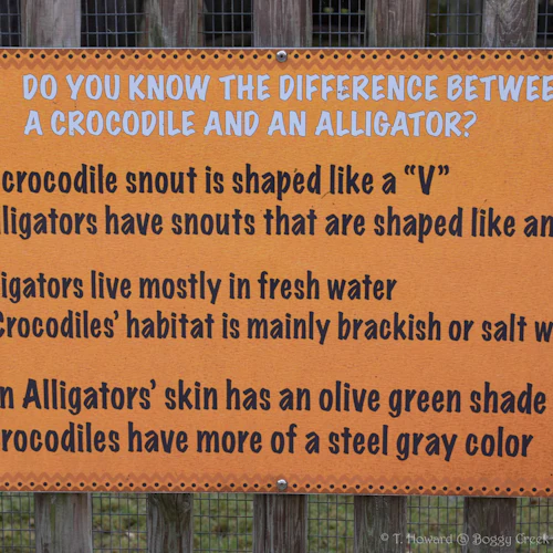 Kissimmee: 1-Hr Boggy Creek Everglades Airboat Tour - Photo 10