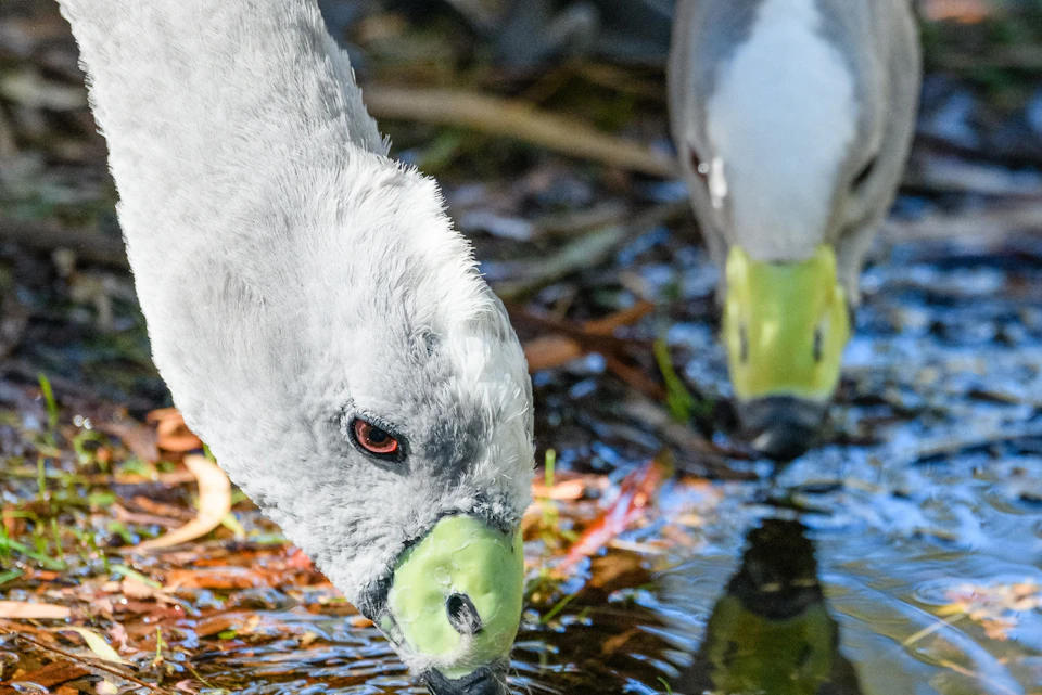 Two birds with white plumage and greenish beaks drinking water from a shallow pool surrounded by vegetation.