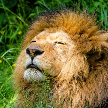 Tickets für den Krakauer Zoo inkl. Hoteltransfer