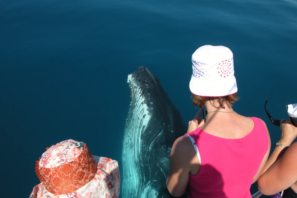 A whale surfaces near two people wearing hats on a boat in calm blue water.