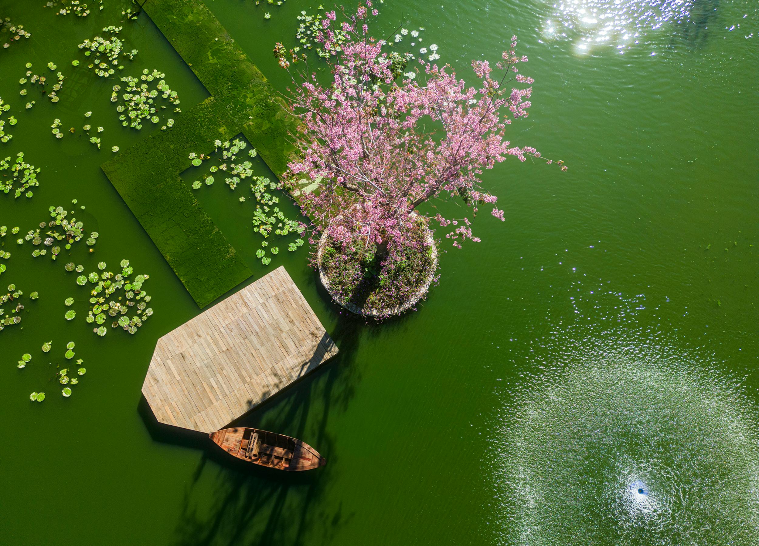 Aerial view of a green pond with a small island holding a flowering pink tree, a wooden pier, and a boat nearby.