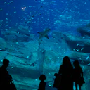 Aquarium de Paris