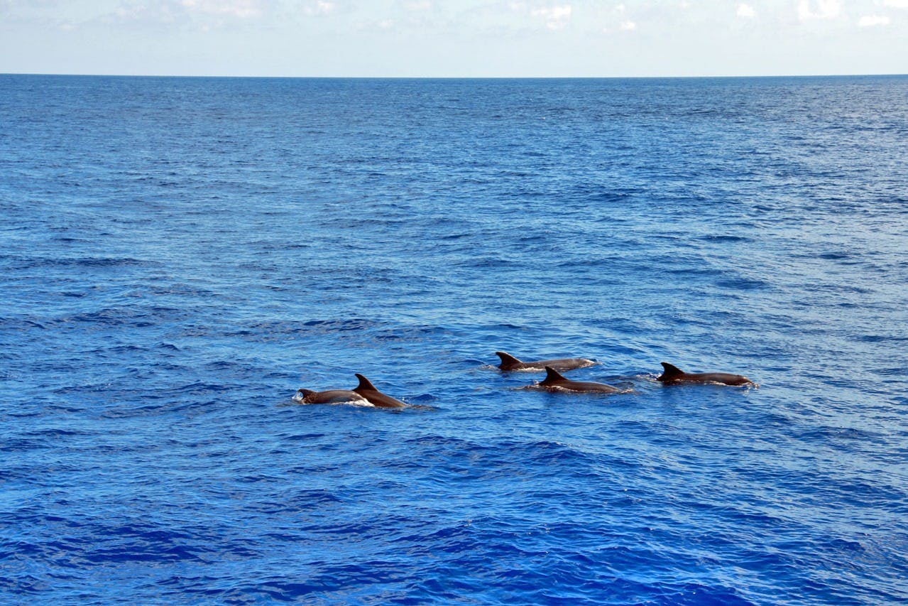 Four dolphins swimming together in a calm, deep blue ocean under a partly cloudy sky.