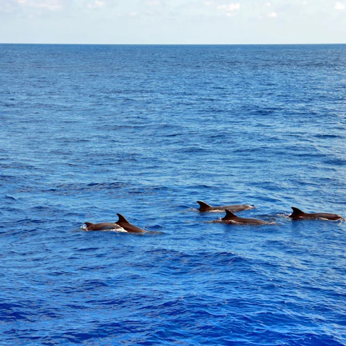 Mallorca: Dolphin Watching Glass-Bottom Boat Tour from Paguera - Photo 8