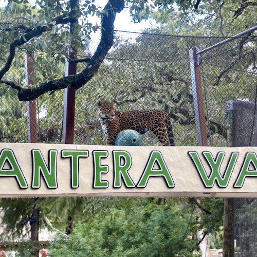 Zoo de San Antonio: Entrada flexible cualquier día