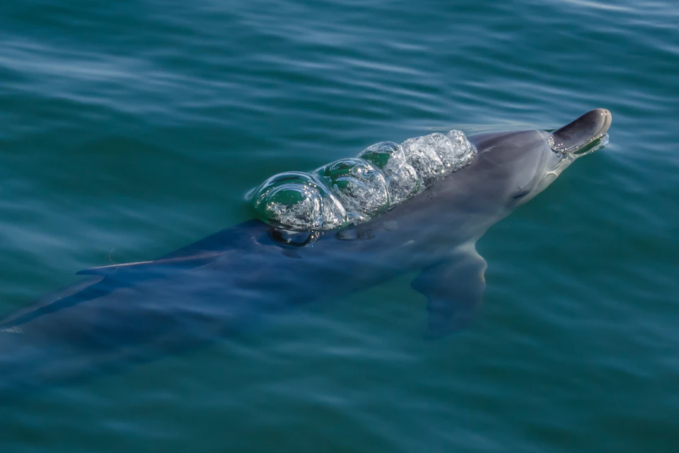 Observe fascinating wild dolphin behaviour you can only see in nature.